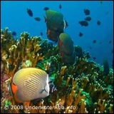 Butterflyfish